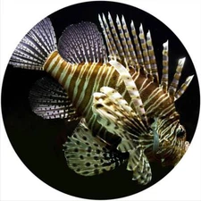 Slipmat Scratch Pad Felt for any 12" Turntable LP DJ Record Player SCORPION FISH