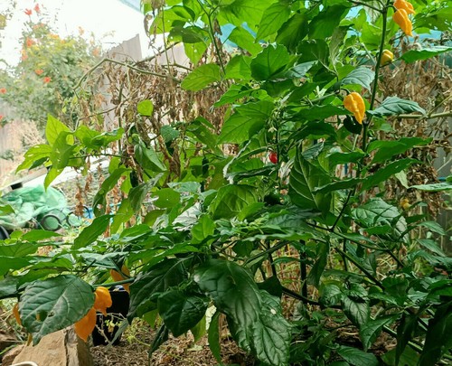 Fatalii Yellow - 10+ Chilli Seeds - Aussie Grown - Very Hot, Tangy Favourite. - Picture 4 of 6