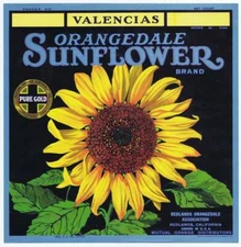 Sunflower, original california orange crate label, redlands orangedale