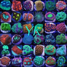 10 Pack of LPS- Mix of 10 LPS Live Coral Frags- Free Shipping
