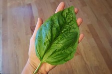 RIESIGE BASILIKUMSAMEN, 50 AUSGEWÄHLTE SAMEN + GRATIS