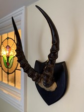Taxidermy  Blesbok Antelope Horns