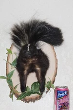 Striped Skunk Mount Taxidermy Whitetail Deer Shed Antler Log Cabin Decor Badger