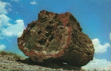 Large Petrified Log in Petrified Forest National Park - Arizona AZ - Postcard
