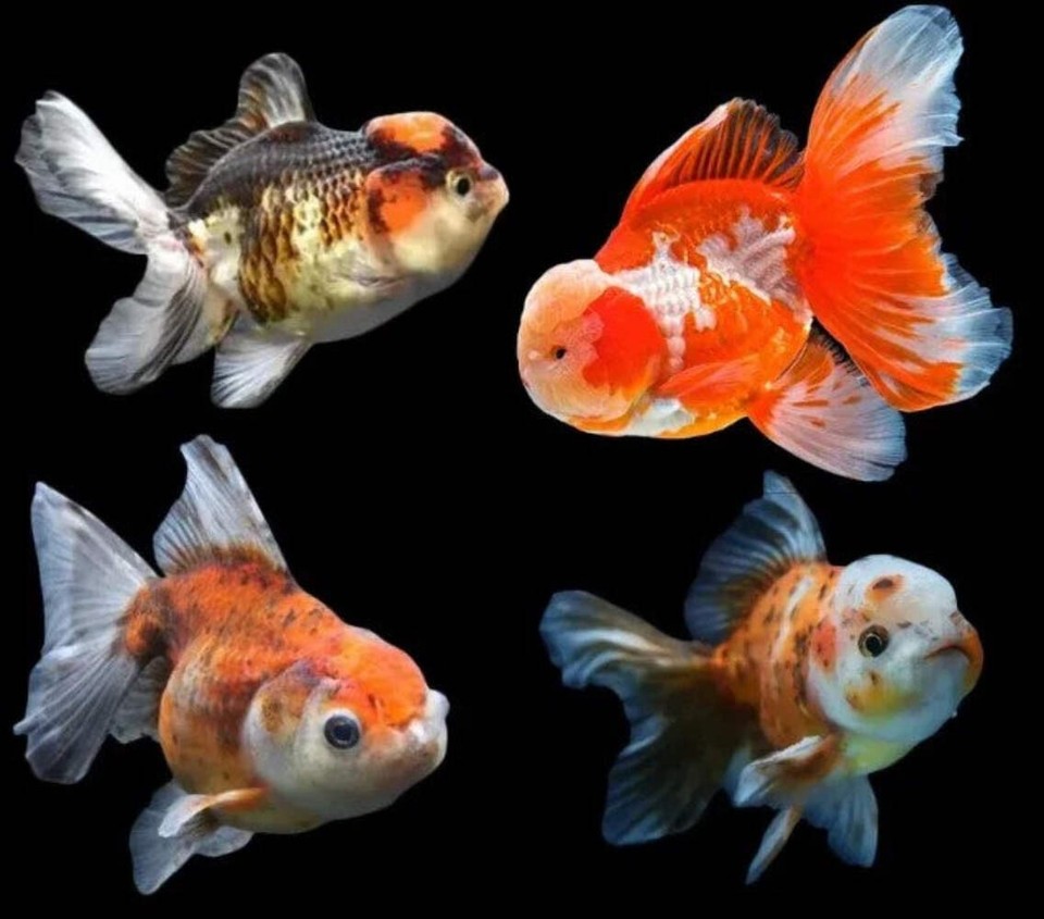 Premium Oranda Goldfish Live Fish Freshwater Aquarium 2.5-3 Inch | eBay