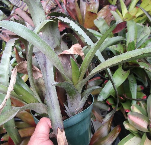 BUY ANY 3 SAVE 15% BROMELIAD Hohenbergia PENNAE PALMEIRAS Very Rare Find! - Picture 5 of 5
