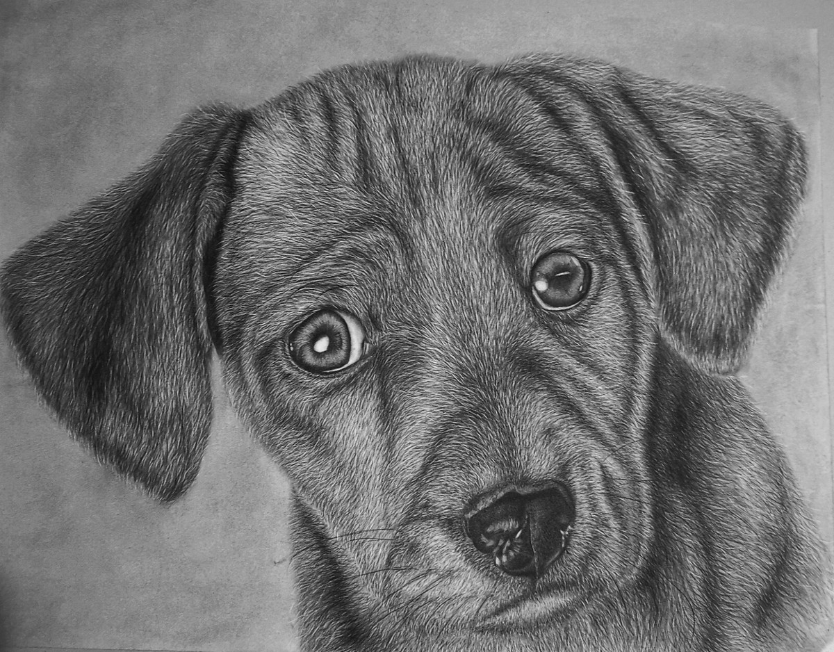 Cute Realistic Puppy Drawing