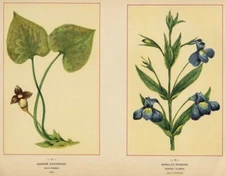 Wild Ginger & Monkey Flower: Genuine 1894 Wildflower Chromolithograph Botanicals