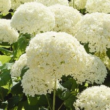 Hydrangea Arborescens (Annabelle) XXXL 3 litre pot Flowering Plants To Your Door