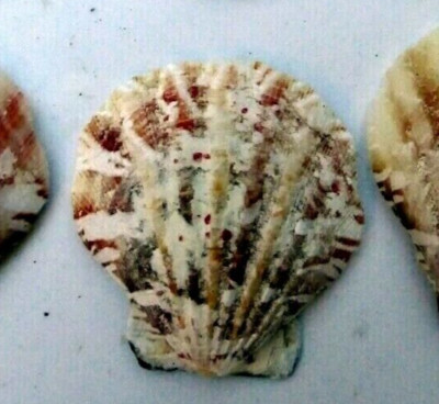 Clam Seashell Cockle Oyster Mussel SEA SHELL beach aquarium decor 1.5X1.2'' small