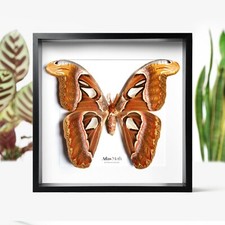Atlas Moth Butterfly Insect Bug Taxidermy Box Frame Home Decor Interior Design
