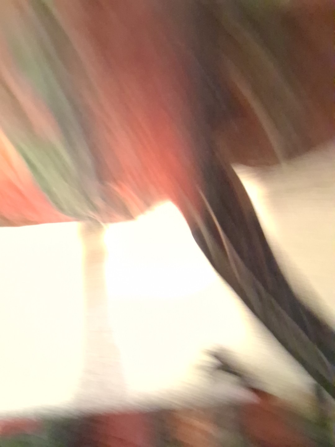 Donna Sharp - image 8