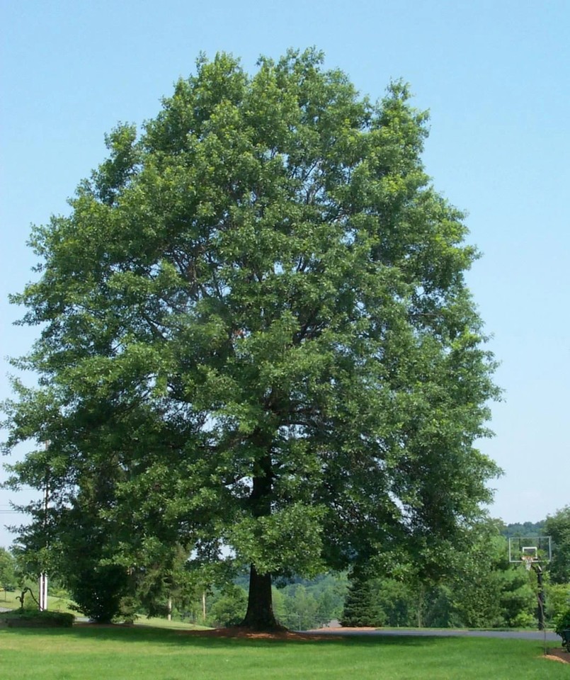 3 Pin Oak Tree 12-24" Quercus palustris Bare Root Starter Plant | eBay