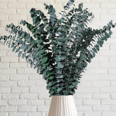 12 Pcs Preserved Dried Eucalyptus Stems, 17'' Natural Branches for Shower Hang...