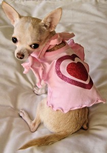 chihuahua clothes ebay