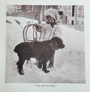 Irish Water Spaniel Bookplate Photo PRINT Page Antique Children Pet Sled Snow