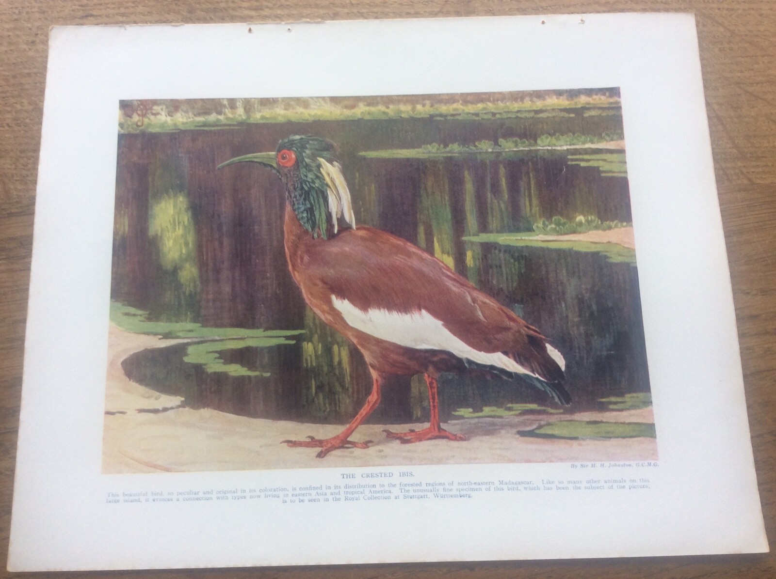 The Crested Ibis HH Johnston 1912 print A4 size Free UK Post | eBay UK