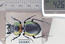 D41682. Insects, Beetles, Carabidae: Mouhotia sp. Laos!!!!!!!!!