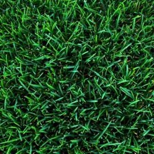 Semi Prato Inglese SUPREME ICL Professionale per giardinieri Verde Brillante 5KG