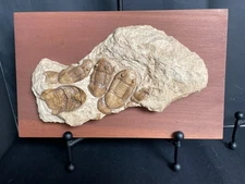 MCM Replica Mounted Limestone Trilobites Fossil Slab Smithsonian Institute