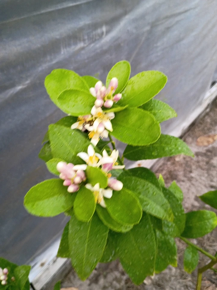 Árbol de limón Meyer en maceta de 1 galón en flor Foto 2 de 4