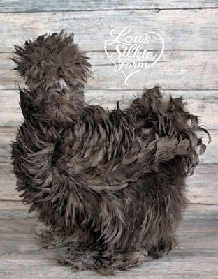 One Dozen (12) Sex-link Chocolate/Mauve   All feather types   UPS 3 Day