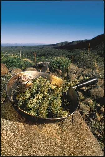(20 Photos) 2002 BEST of HiGH TiMES #30 HIRES 634MB CD-ROM HIGH TIME ARCHIVES - Picture 10 of 22