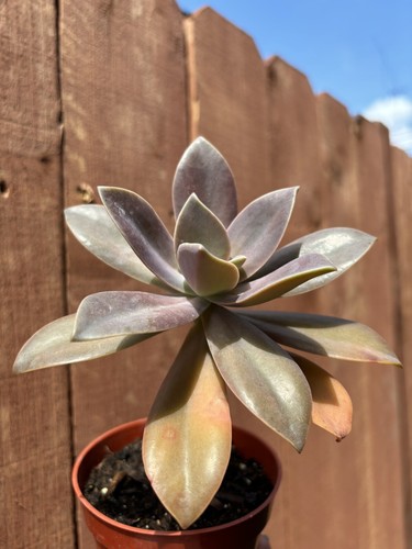 4” Graptoveria 'Fred Ives' Succulent - Picture 2 of 4