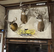 Deer Mount Full Sneak Pose- 22” Wide 7 Pt. 12 Point Trad Mount And 13 Point Trad