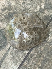 4oz Beautiful Half Polished Petoskey Stone Fossil Lake Michigan Coral Dark Eye