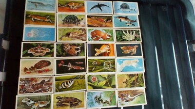 Brooke Bond's Wonders of Wildlife Kaugummikarten um 1960