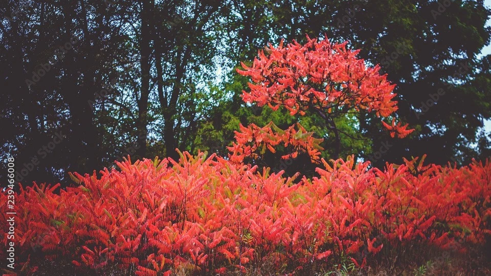 Smooth Sumac, Rhus Glabra,150+ Dried Red Berries.  INCLUDING 10 VIABLE SEEDS - Image 2 of 3