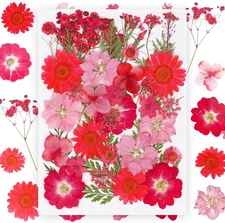 37Pcs Red Dried Pressed Flowers Natural for 37pcs 