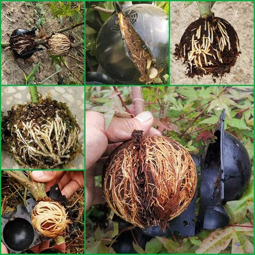 2/5/10X Plant Rooting Device Grafting Ball Box Growing High Pressure Propagation - Bild 4 von 21