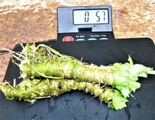 Japanese wasabi - Fresh Root -3 oz.