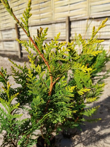 18 Stück Thuja Aurescens circa 50 cm, Lebensbaum, immergrüne Heckenpflanzen - Bild 3 von 6