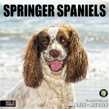 Springer Spaniels 2026 Wall Calendar 12 Month | 12" x 24" Open | Thick & Sturdy