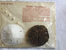 Vintage Mellita Testudinata The Holy Ghost 3.5 Inch Sand Dollars