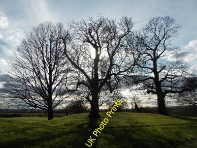 Foto 6x4 Eltham: Drei Bäume in Silhouette Drei hohe Bäume stehen stolz c2016