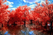 Landscape nature trees water reflection Custom Gaming Mat Desk