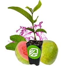 Barbie Pink Guava - Psidium guajava - Live Plant