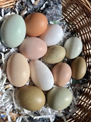 12 HATCHING Eggs: Silver  & Gold Wyandotte, Easter & Olive eggers, Ayam Cemani.