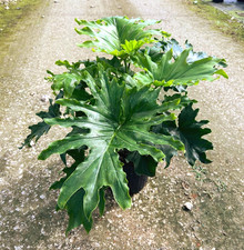 Lickety Split Philodendron Large Tropical Split Leaf Live Houseplant