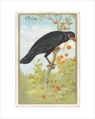 Lucca Paperworks Crow 8 X 10 Print