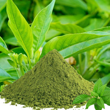 Poudre de feuilles Adhatoda Vasaka | Noix de Malabar | Adulsa Vasica | Bio | ...