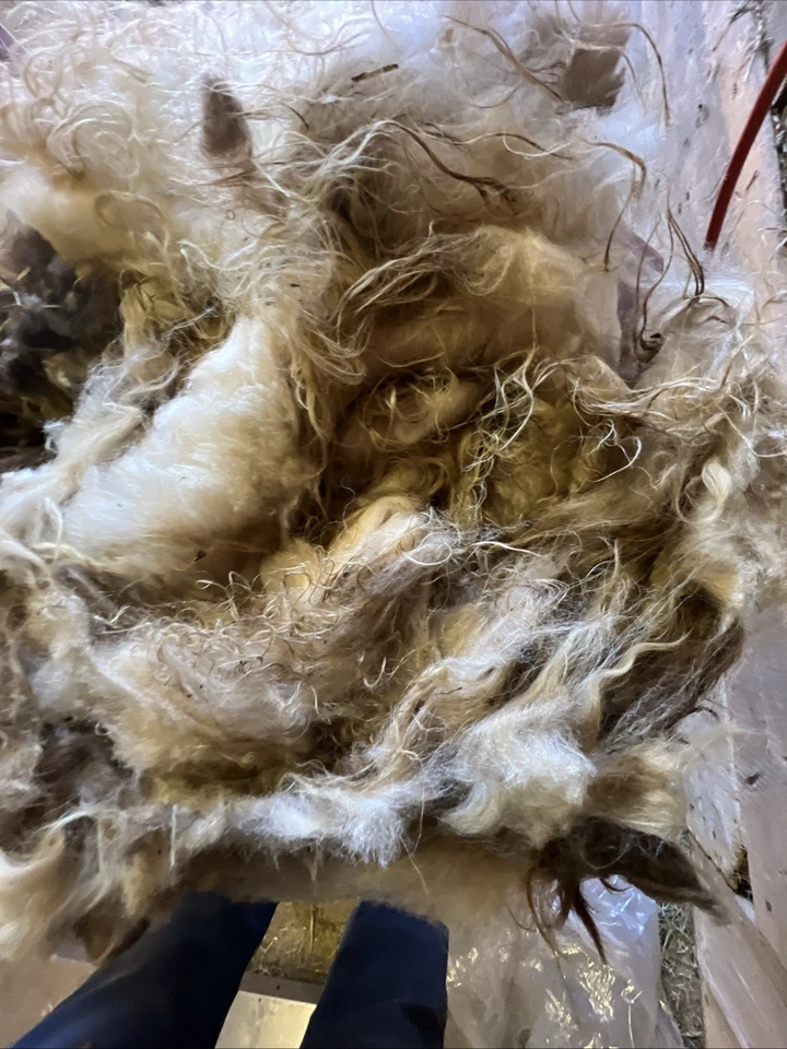 Icelandic fleece Really NICE, Raw unwashed, unskirted, 2.8 Pounds - Image 4 of 4