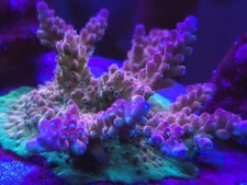 Brads Draw Jopper Acropora * Acro * Live Coral Frag * AJs Aquariums