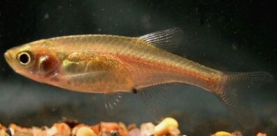 6-Pack Red Dwarf Rasbora Vibrant Nano Tank Live Fish: Colorful FAST SHIP