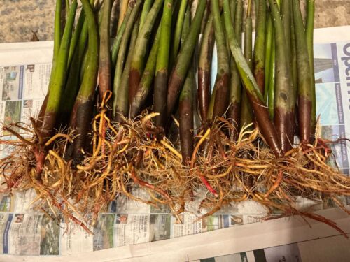 *50 LARGE red mangroves*AQUARIUM FISH PLANTS*. 12-14 inches each*FREE SHIPPING** - Picture 3 of 4