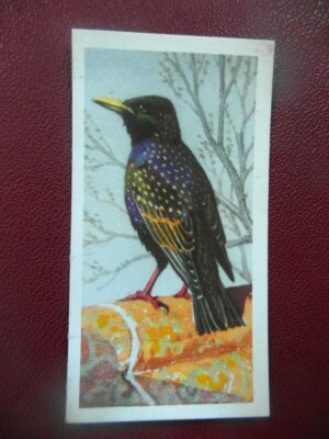  Brooke Bond original 1957 tea-card ''Bird Portraits'', No.4 'Starling'.